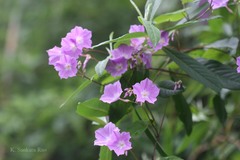 Porana grandiflora